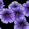 Petunias