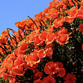 Poppies Galore