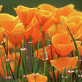 Poppies of Beverly Hills