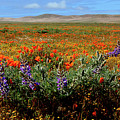 Poppy Field